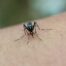 Virus Zika
