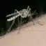 PCR Virus ZIKA